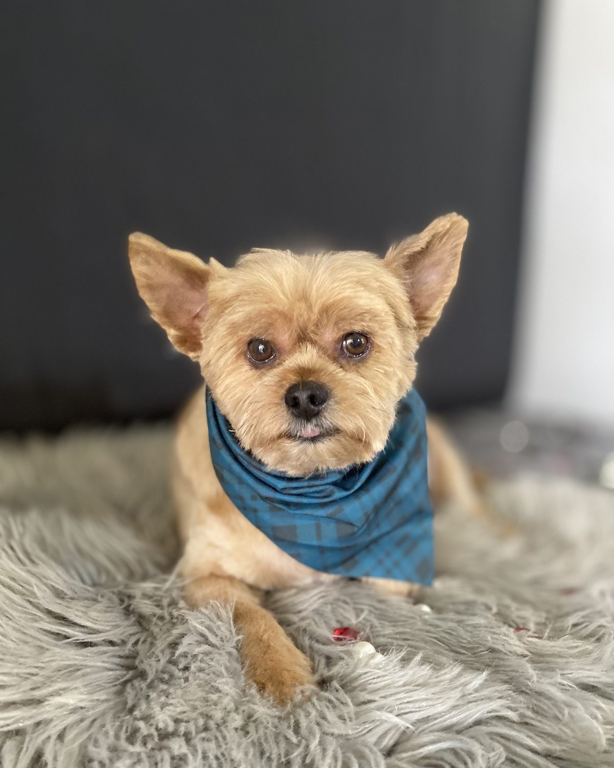 A regal Yorkie blow-out