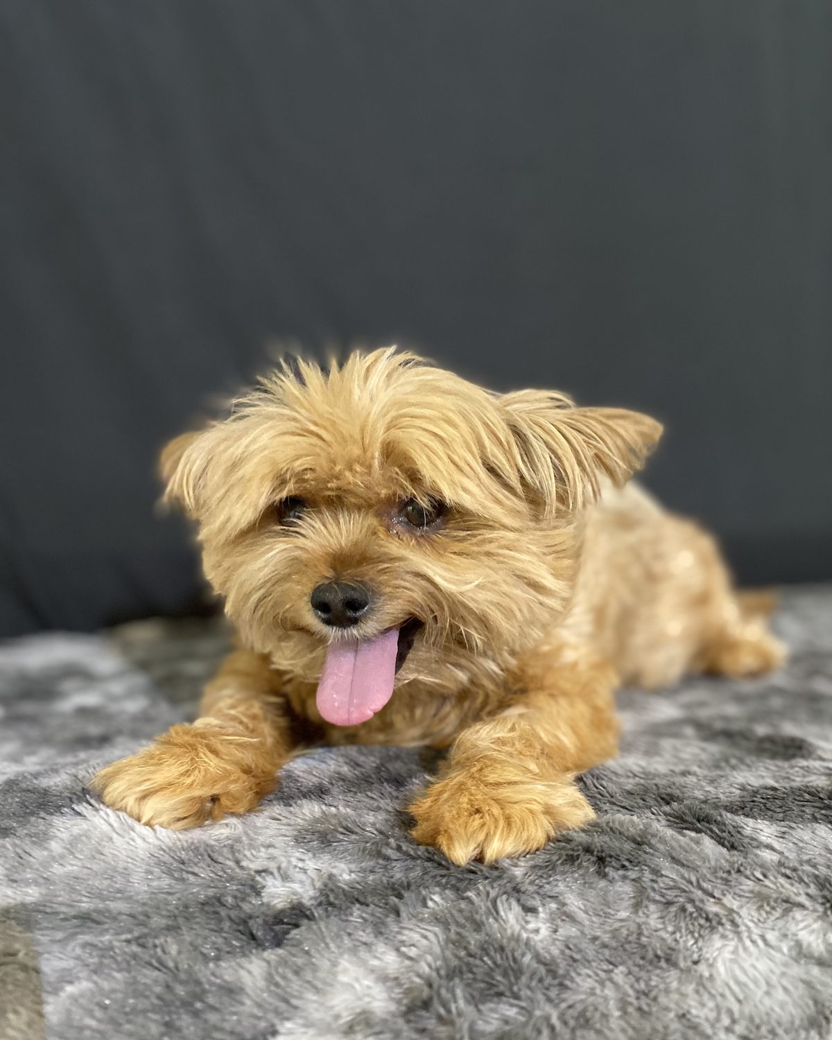 Fluffy, golden &amp; fabulous