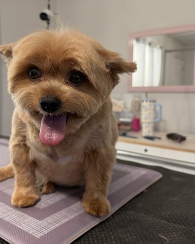 Groomed, gorgeous &amp; ready for the day