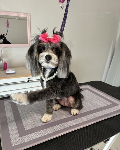 Cookie, looking pretty after her groom
